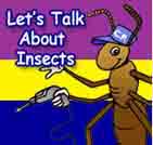 Let's Talk about Insects