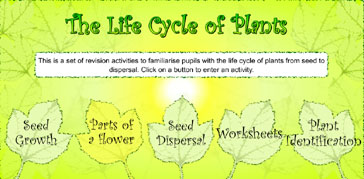 Life cycle of a Plant